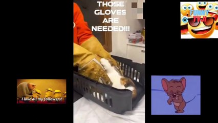 Hilarious Animal Antics You Can't Miss! 😂