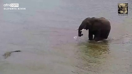Elephant Finds A Crocodile In The River