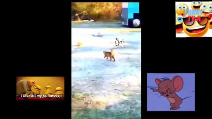 Funny Animals Tournament 21 - Hilarious Animal Moments