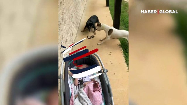 Bebeği yılandan korumaya çalışan köpeklerin görüntüleri 3 milyondan fazla izlendi