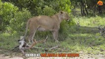 Rare Lion Birth Caught on Camera