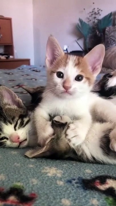 Funny cats and dogs compliation | best funny dogs and cats videos - funniest animals videos 2023 