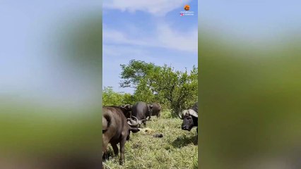 Drama as Buffaloes Trample Old Lion