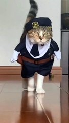 Funny cats and dogs compliation | best funny dogs and cats videos - funniest animals videos 2023 