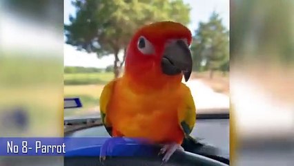 Top_10_Cute_Animals_In_The_World_|_Part-3(360p)