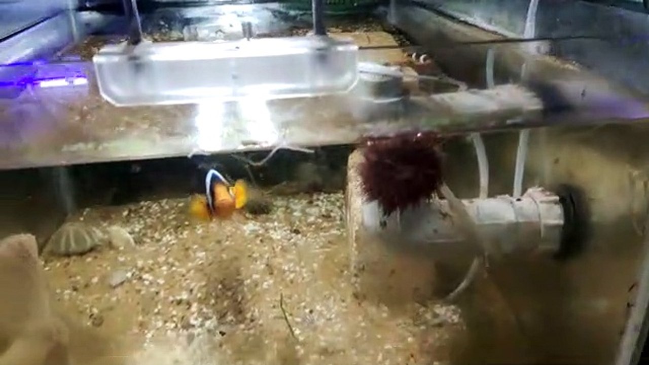 nemo fish