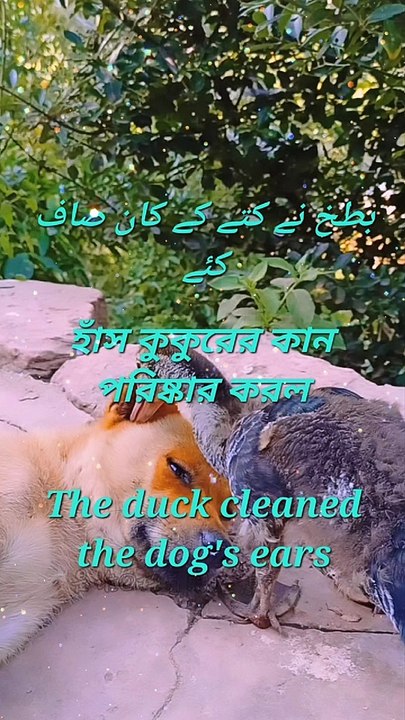 The duck cleaned the dog's ears