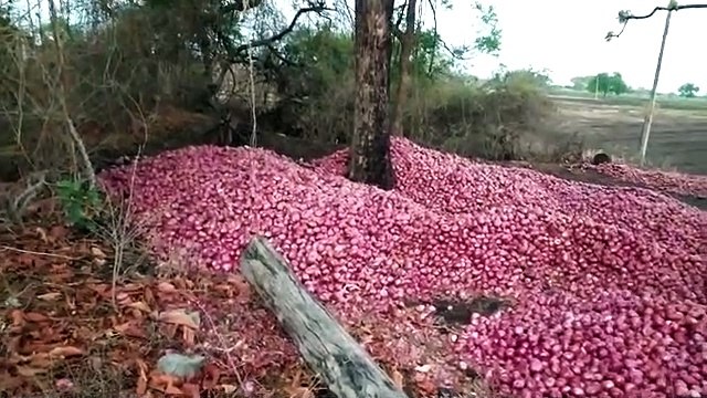 Video- बेमौसम की बारिश से किसानों की आंखों में पानी, प्याज की फसल बरबाद