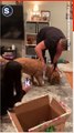 Goldendoodle Gains Brother and Best Friend After Owners Surprise Him