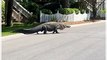 Huge Alligator Lumbers Across South Carolina Road