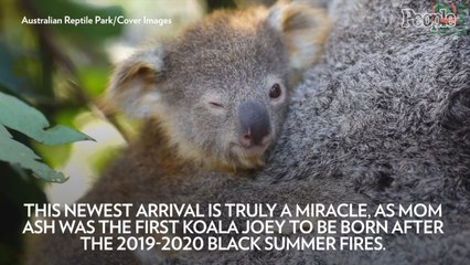 Australian Reptile Park Announces the Birth of Its 100th Koala Joey: 'A Significant Achievement'