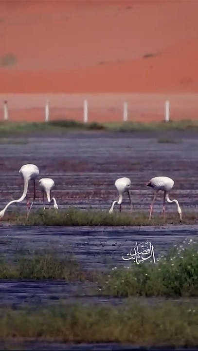 مناظر خيالية.. "الفلامنجو" و"أبو منجل" تتبختر في قلب نجد