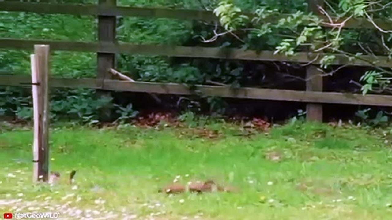 15 Completely CRAZY Moments of Animals Being Out of Control   Pet Spot