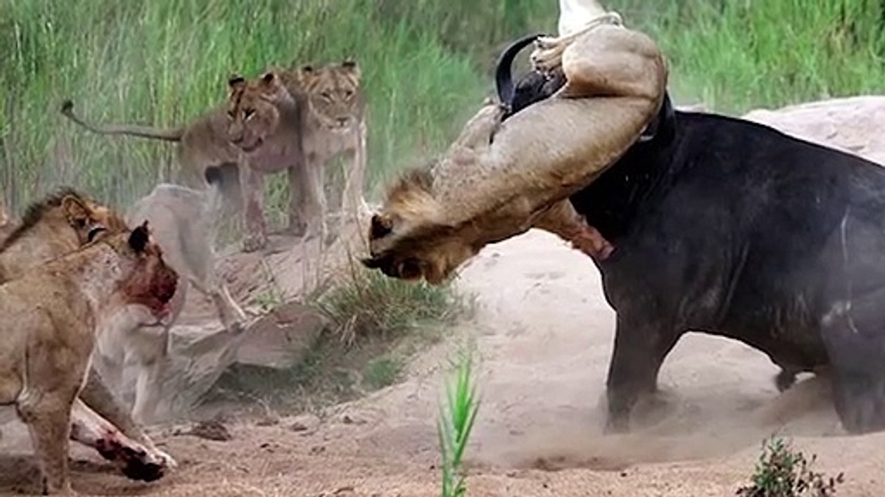 15 CRAZY Moments Prey Became Predators   Pet Spot