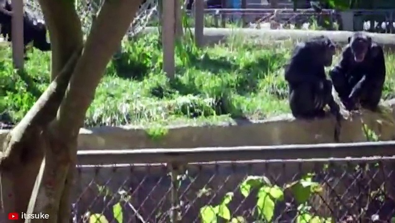 15 HORRIFIC Ways Animals Kill Their Prey   Pet Spot