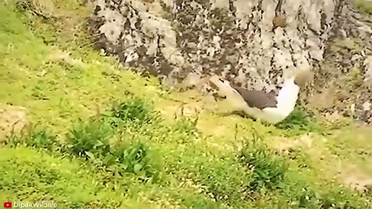 15 HORRIFIC Ways Animals Kill Their Prey #3   Pet Spot