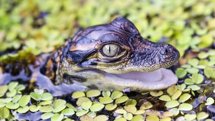 15 Incredible Moments of Animals Defeating Crocodiles, Alligators and Caimans   Pet Spot