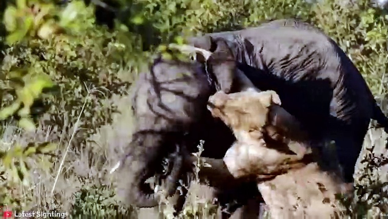 15 Most MERCILESS Battles Between Wild Animals   Pet Spot