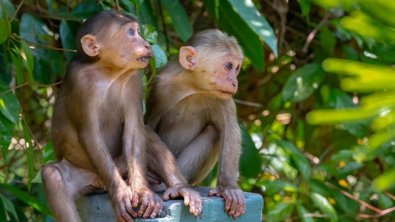 ¿Quién quiere entrar a la casa de los primates