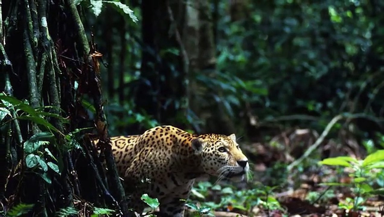 15 TRULY CRAZY Fishing Moments Caught on Camera   Pet Spot