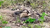 BRUTAL Moments of Komodo Dragons And Other Monitor Lizards Devouring Their Prey   Pet Spot