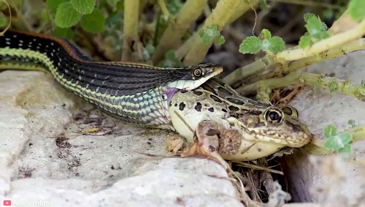CRAZY Moments of Snakes Devouring Their Prey   Pet Spot