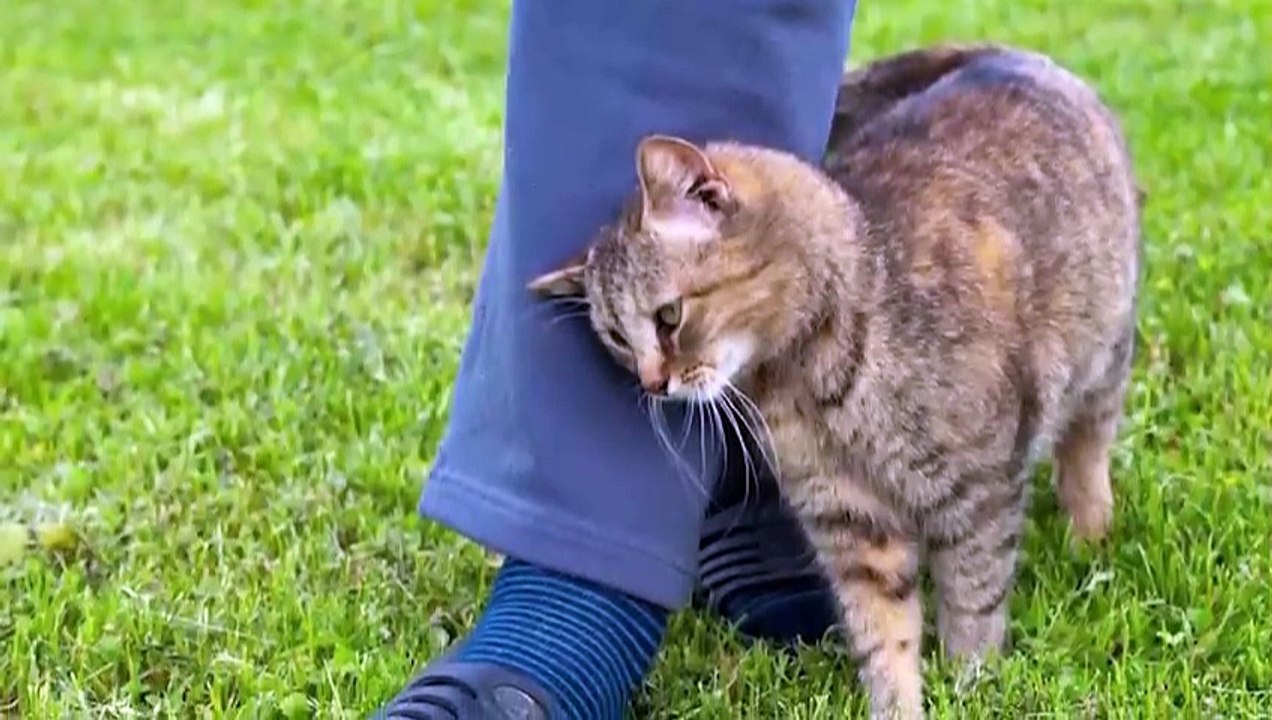 BRUTAL-Momente, in denen männliche Löwen ihre Beute #2 Pet Spot angriffen