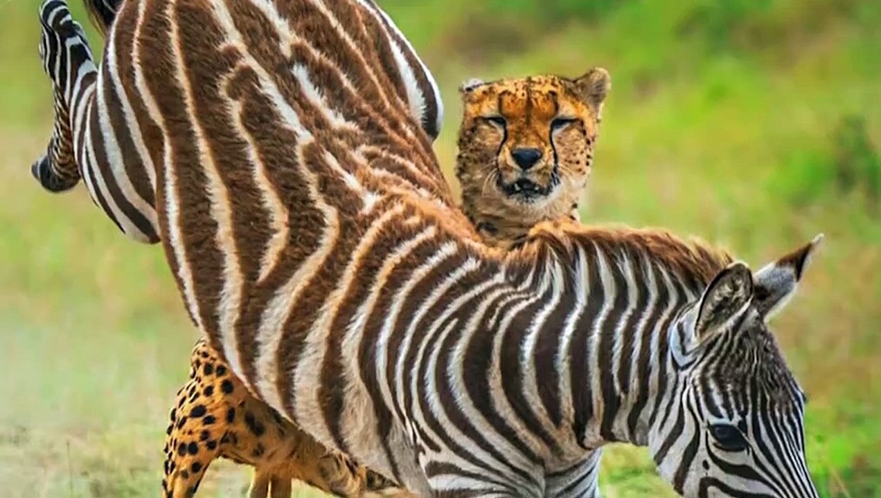 Wahnsinnige Momente wilder Tiere, die mit dem falschen Haustierplatz herumspielen