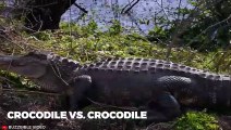 GNADENLOSE Momente, in denen Krokodile ihre Beute angreifen und verschlingen