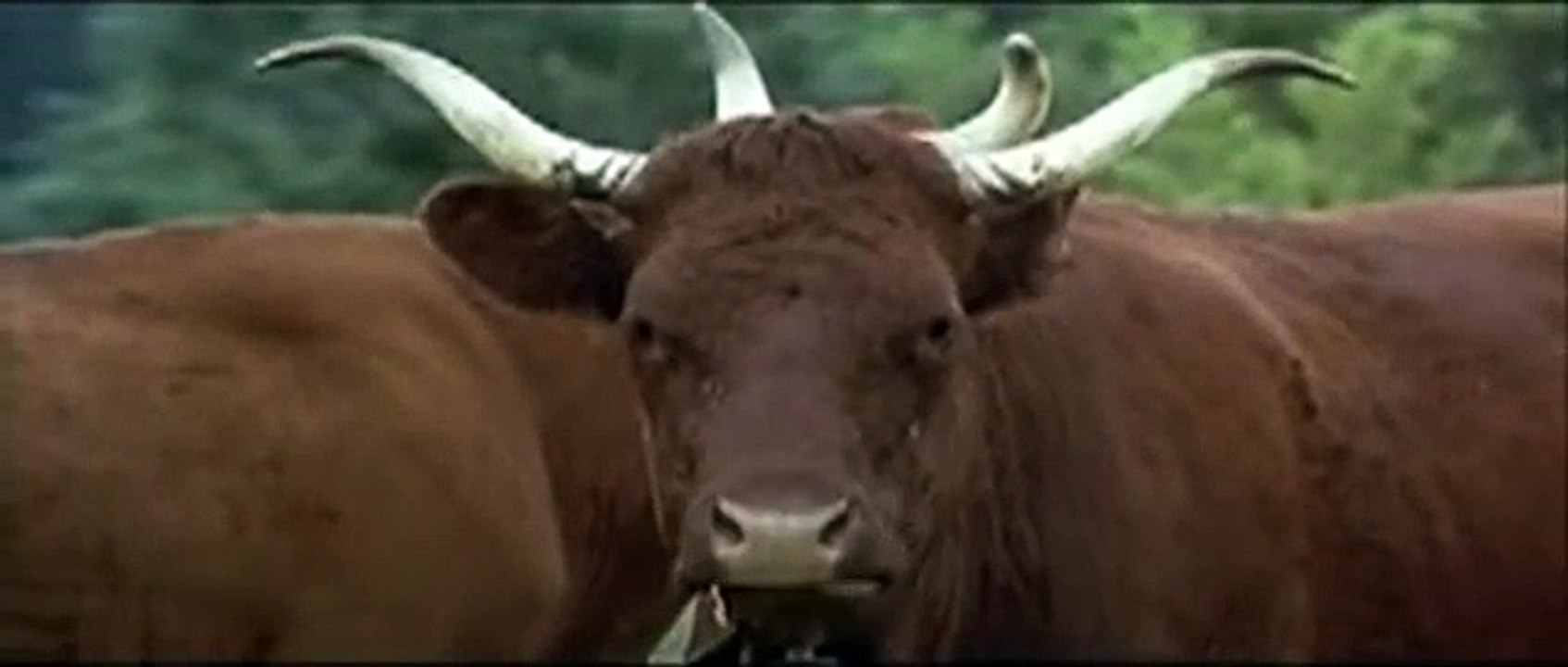 XXL - Bande annonce