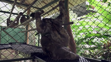 علماء في كوستاريكا يقولون إن حيوان الكسلان قد يساهم في اكتشاف مضادات حيوية جديدة