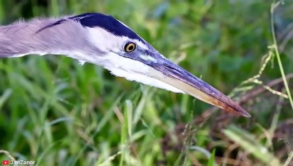 RUTHLESS Moments of the Great Blue Heron Jagen und Aufspießen seiner Beute Pet Spot