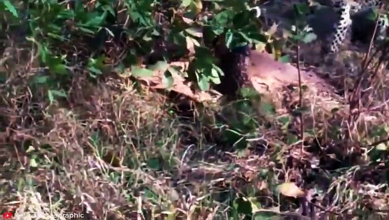 RUTHLESS-Momente, in denen Pythons versuchten, den falschen Beutetierplatz zu schlucken