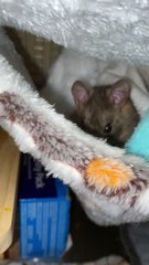 Cranky Rat Isn't Enticed By Noodle Treat