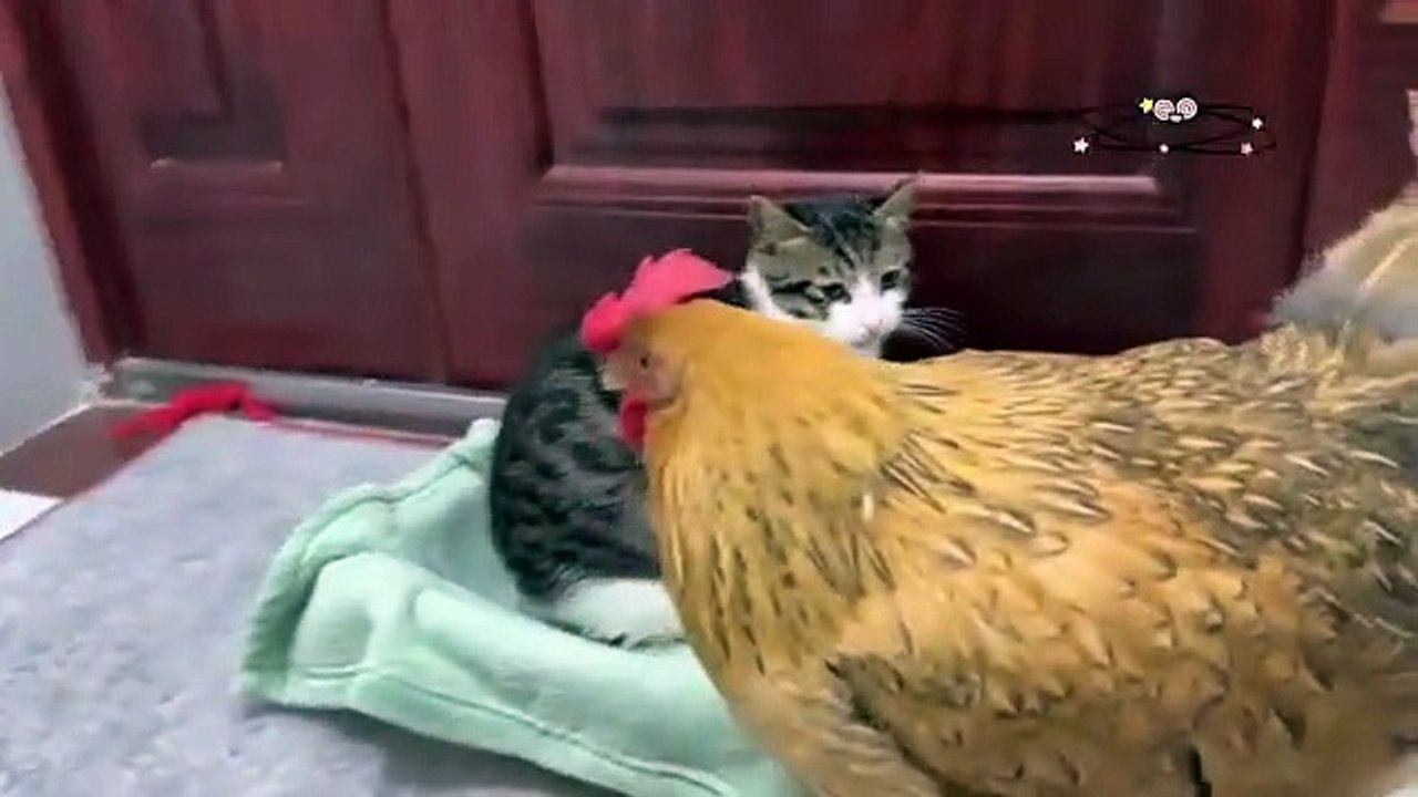 Hens_are_so_bad!__The_hen_wants_to_sleep_with_the_kitten.__Kitten_is_angry_Cute_and_interesting(360p)