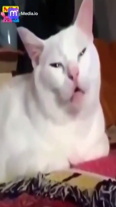 مقاطع فيديو مضحكة للحيوانات الأليفة أفضل فيديو كوميدي لعام 2023