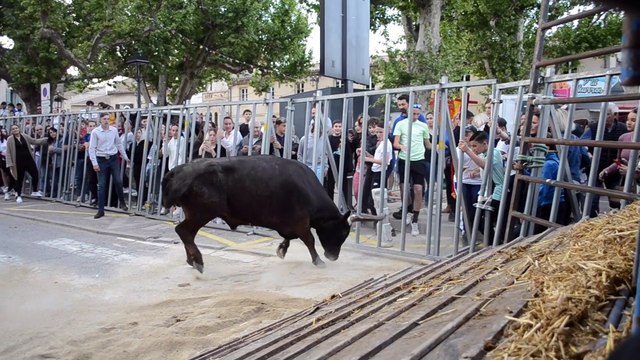Meynes : l'encierro de la manade Labourayre en ouverture de la fête votive