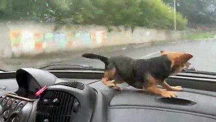 perrito se asustó cuando viajaba en un auto