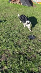 Border Collie's Frisbee Tennis Ball Conundrum