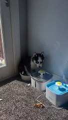 Koba The Hot Dog