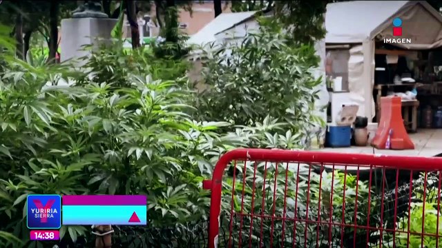 Estrategia antidrogas en México, ¿qué opinan los estudiantes?