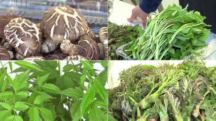 봄철 몰리는 산나물 출하...축제·행사 봇물 / YTN