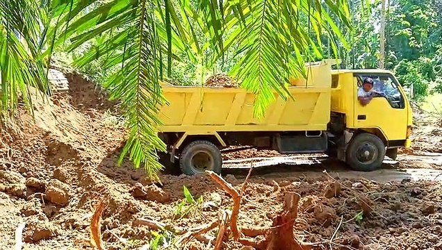 Komatsu PC 195 LC Excavator Dump Truck Digging and Moving Soil in the Plantation