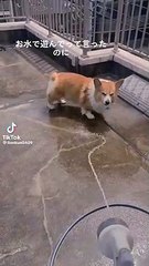 BRAKING DOWN DOG VS HUMAN #brakingdown #dog