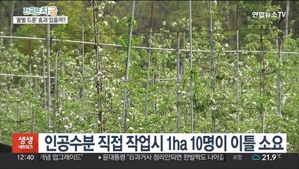 이제는 꿀벌 대신 드론…사과나무 인공수분 시도