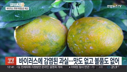 농작물 바이러스병 걱정 뚝…무병묘로 해결