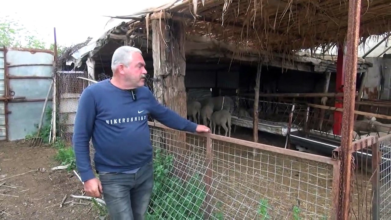 Nazilli İsabeyli hayvancılık
