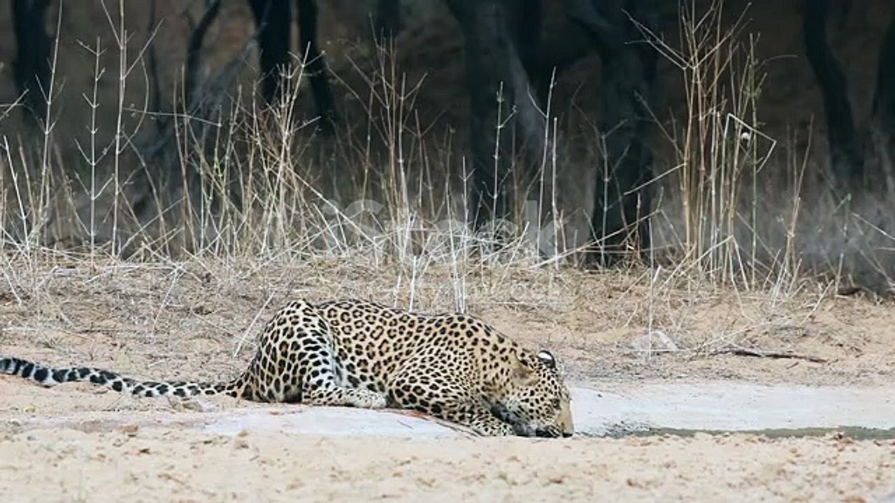 leopard drinking water