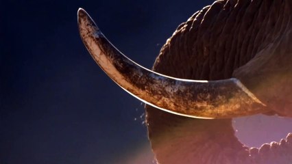 Les Secrets des Éléphants