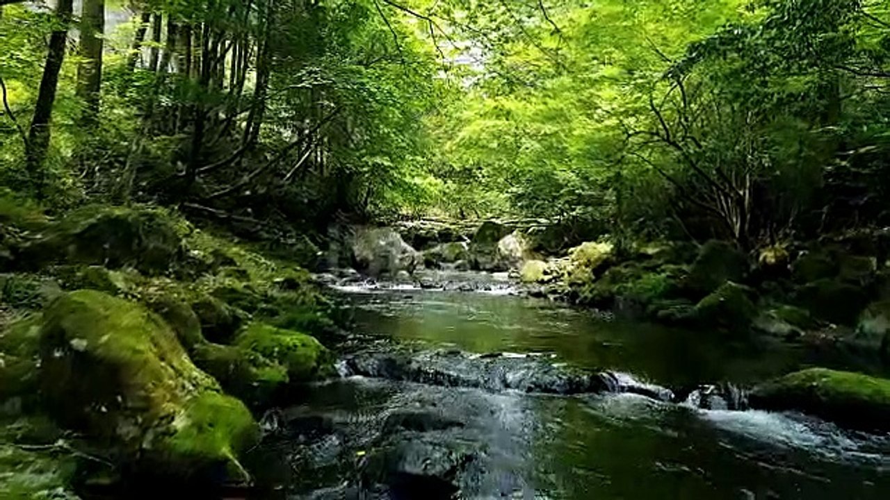 drone short of forest